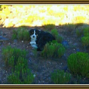 Meet your Posher, Ann